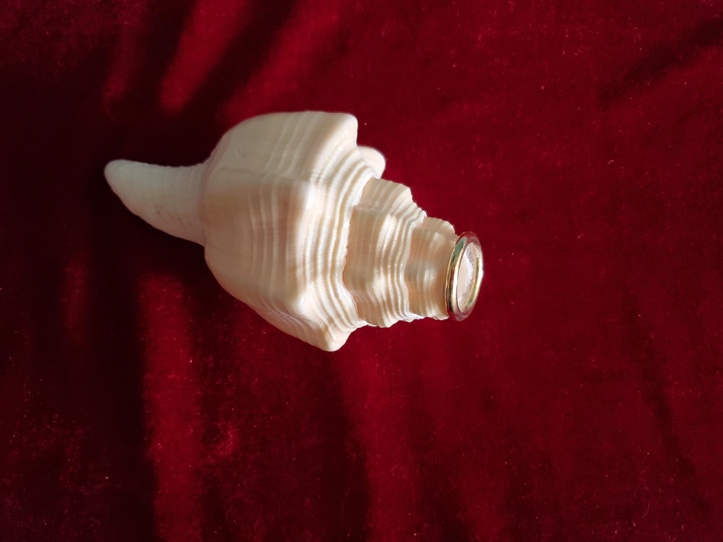 Small Conch Horn Horns Lark in the Morning