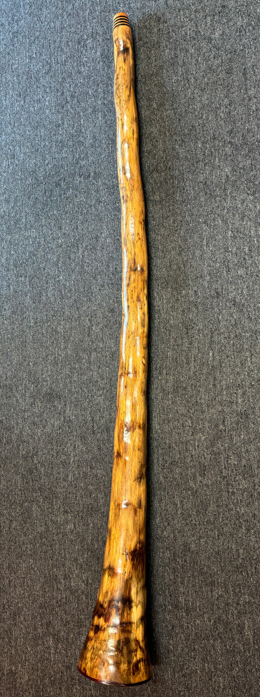 Agave Didgeridoo by Geoff Frost Didgeridoos Lark in the Morning   