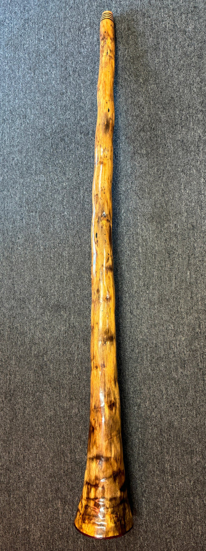 Agave Didgeridoo by Geoff Frost Didgeridoos Lark in the Morning   