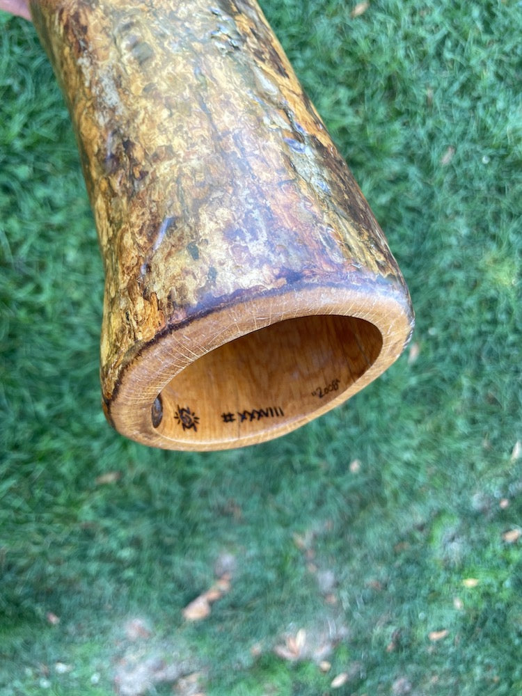 Chinquapin Oak Didgeridoo by Steven Bachmann Didgeridoos Lark in the Morning   